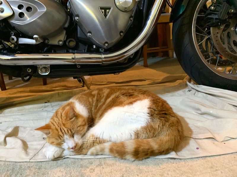 Hector napping on bike security detail