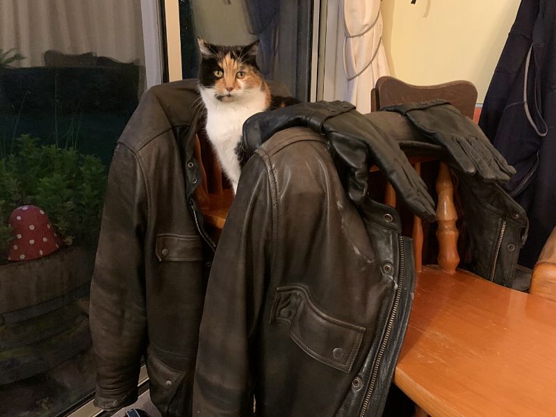 biker cats will check motorcycle gear