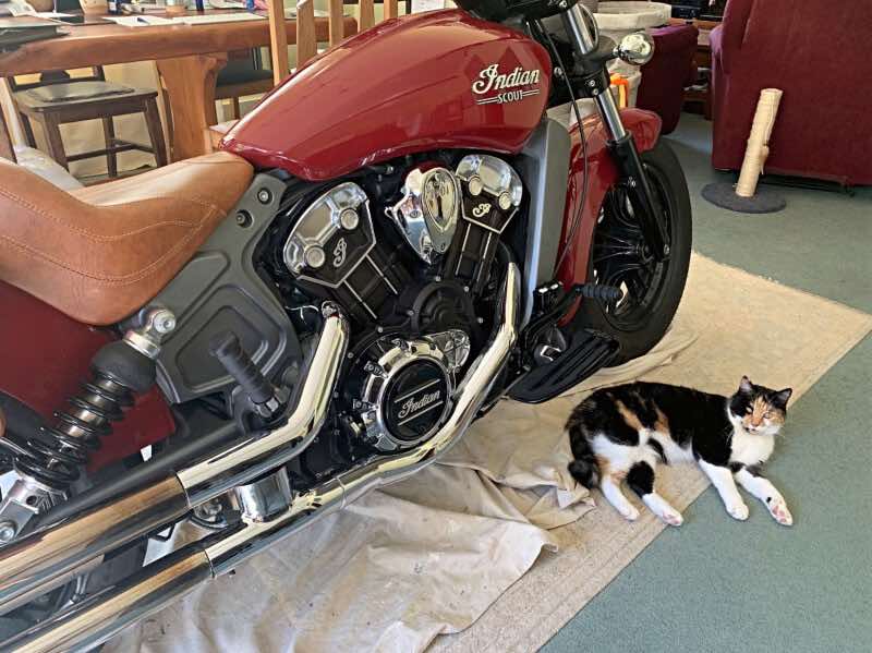 motorcycle as cat bed