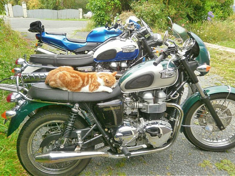 too cold for motorcycles - biker cats know