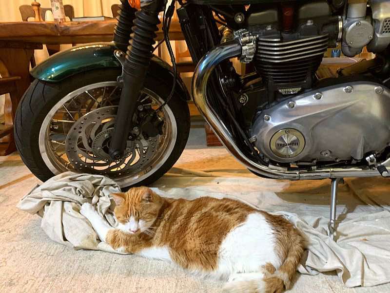 Hector the guard biker cat