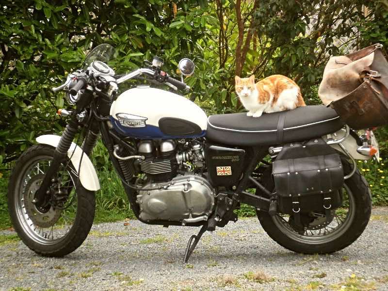 biker cats approve of the Triumph Scrambler