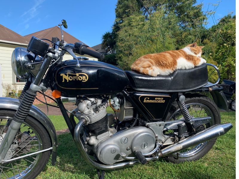 motorcycle cats stay alert