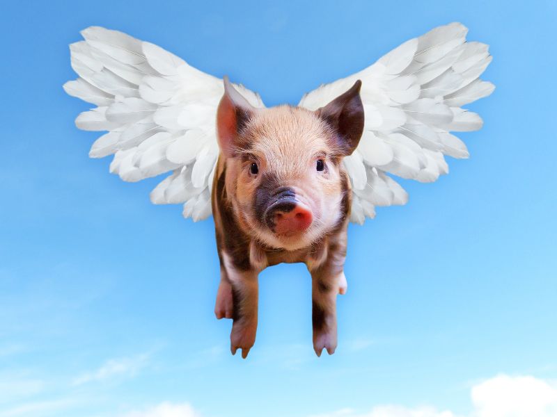 lend your motorcycle when pigs fly