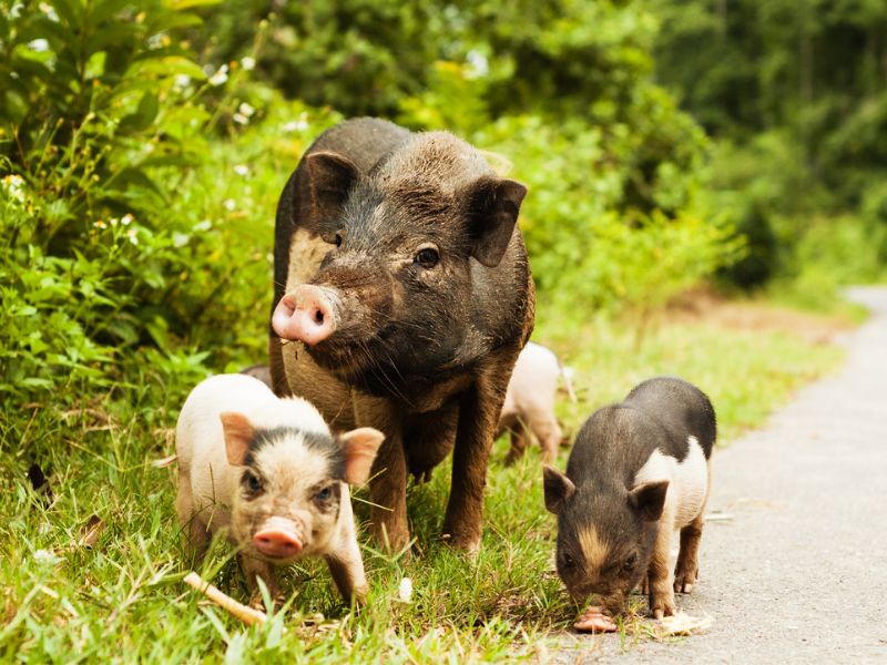 ride a motorcycle – meet the pigs