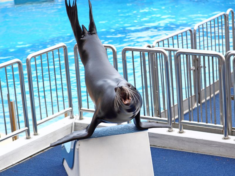 riding a motorcycle - seal in pool