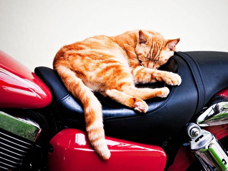 motorcycle museums take a rest