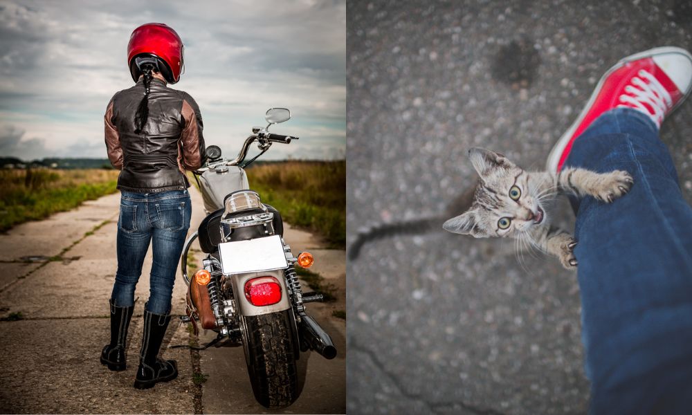 biker chicks vs biker cats - motorcycle jeans